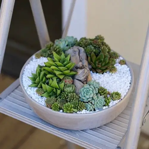 Indoor Succulent Garden on a Chair Ideas 30