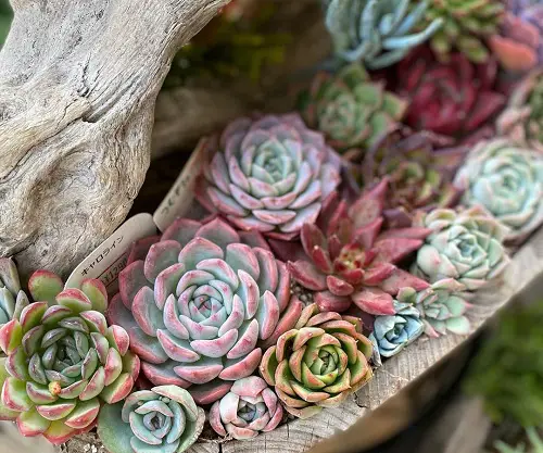 Fun with Colors unique Indoor Succulent Garden Idea