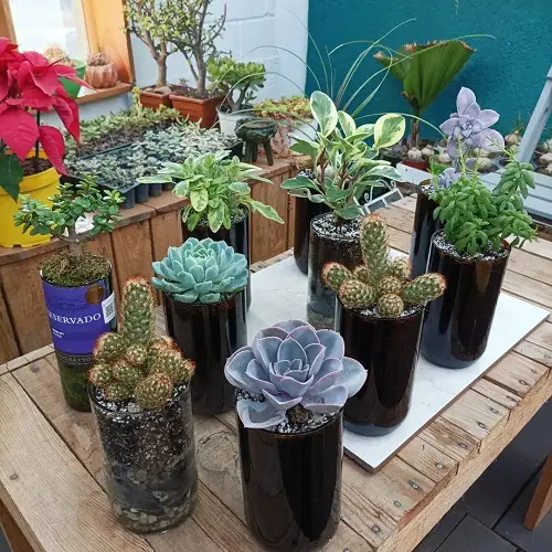 Tall Succulent Vases