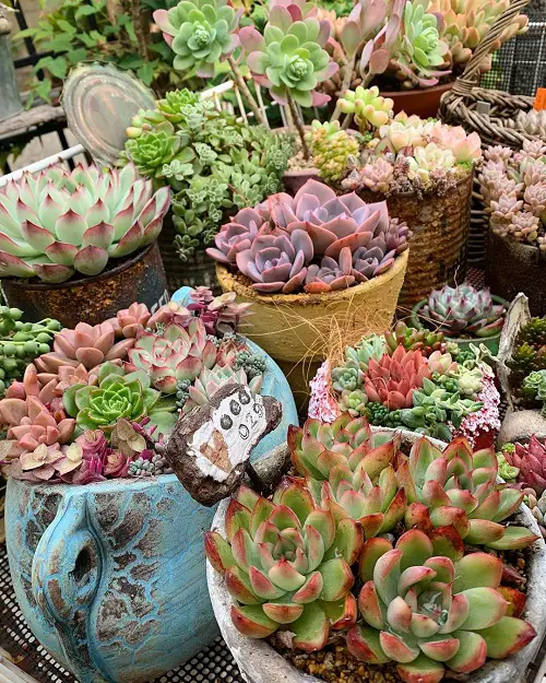Modern Indoor Succulent Garden Ideas
