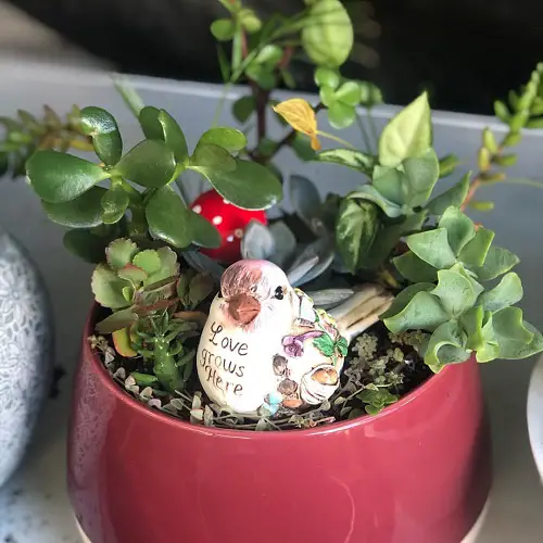 Indoor A Succulent Nest Garden Ideas 18