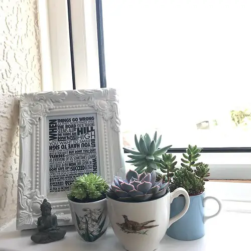 Indoor Succulent Garden Ideas