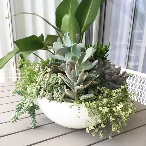 Indoor Succulent Garden Ideas 