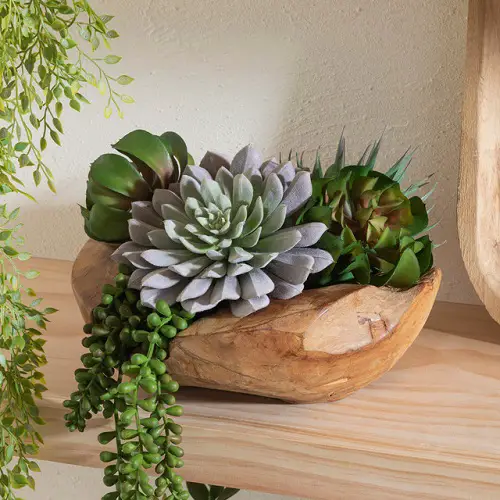 Stubby Succulent Garden in a Wooden Bowl