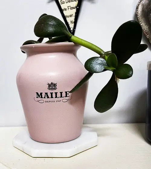 Amazing housePlant Cuttings for Interior Vases That Look Good
