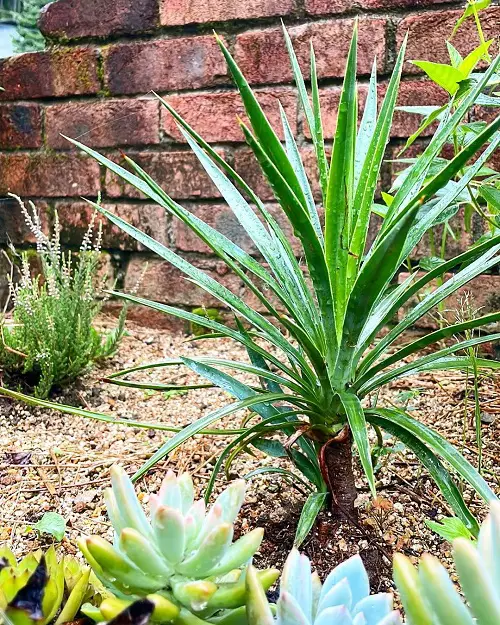 Types of Yucca Plant Varieties