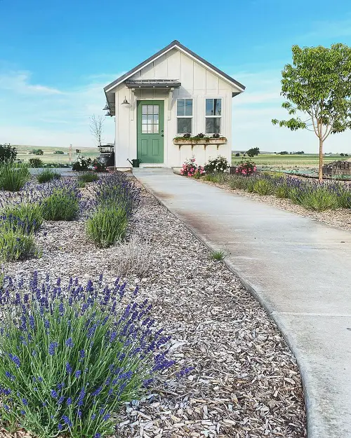 Side Yard Desert Landscaping Lavender and Gravel Landscape