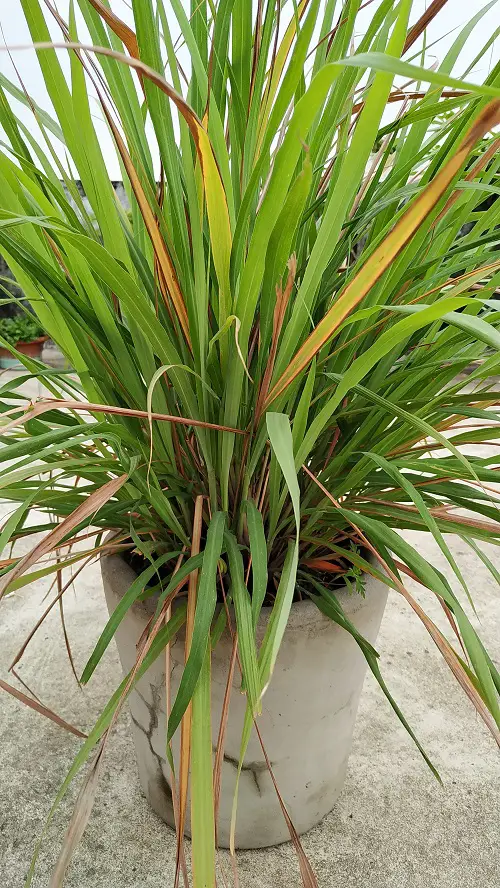 Amazing Best Herbs for Protection