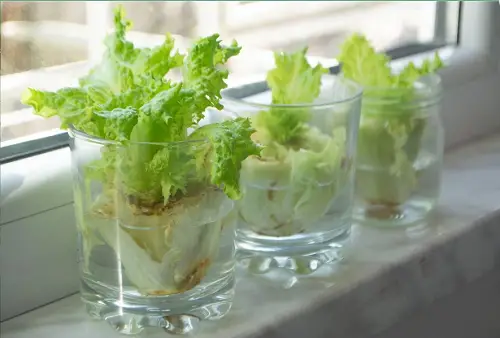 Kitchen Plants that Grow in Water in Windowsill