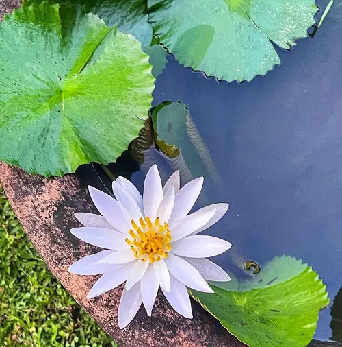 amazing Beautiful July Birth Flowers and Their Meanings
