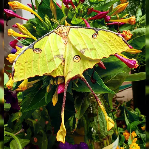 Cute Moths that are as Beautiful as Butterflies