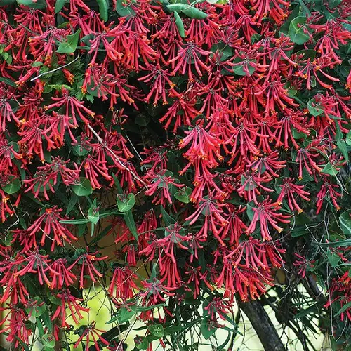 Many Varieties of Honeysuckle That You Can Grow