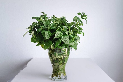 top Plant Cuttings for Interior Vases That Look Good