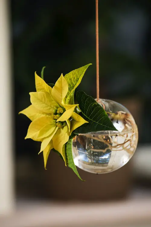 Yellow-Green Poinsettia