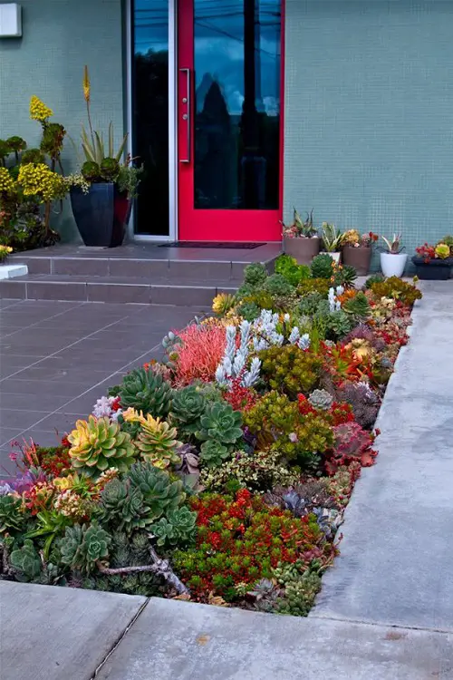 Side Yard Desert Landscaping   A Flower Bed of Colorful Succulents