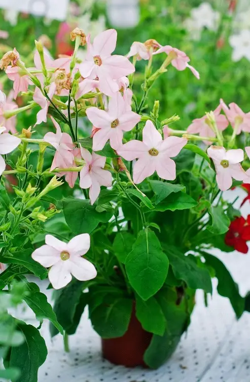 best Beautiful Flowers that Open at Night
