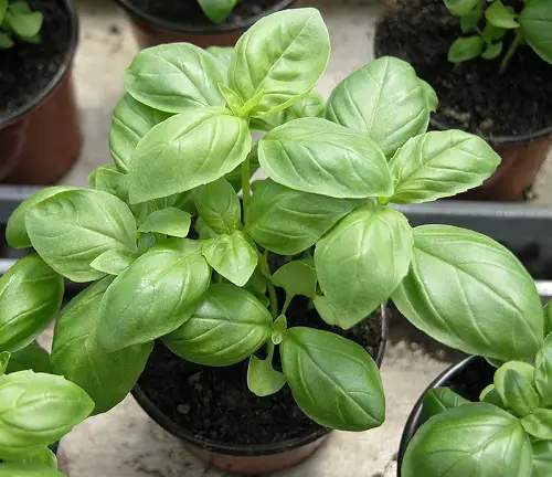  African Herbs You Can Grow for dinner