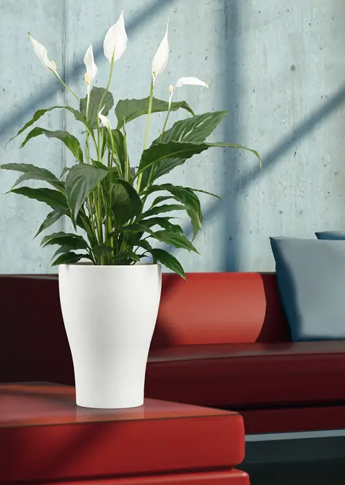 best Houseplants That Remove Formaldehyde