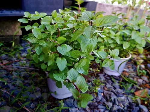 Amazing Best Herbs for Protection