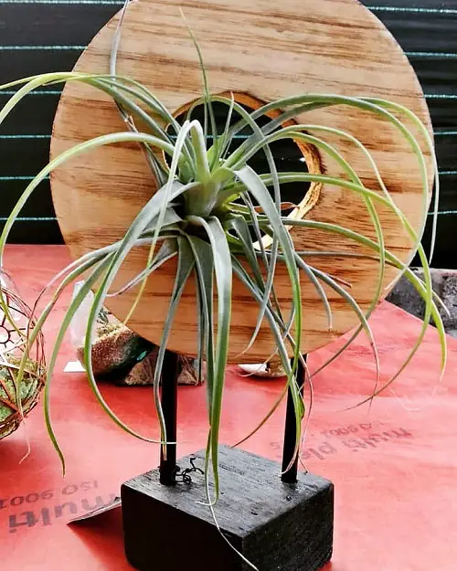 Air Plant in Wooden Terrarium