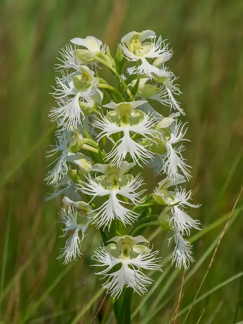 Rare and Unique Orchids Around the World 1