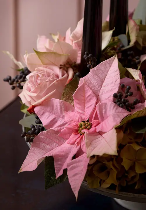 Blush Pink Poinsettia with Roses Pictures