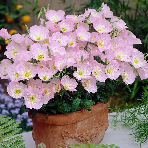 Flowers that Bloom at Night