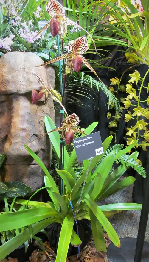 Varieties of Paphiopedilum Orchids