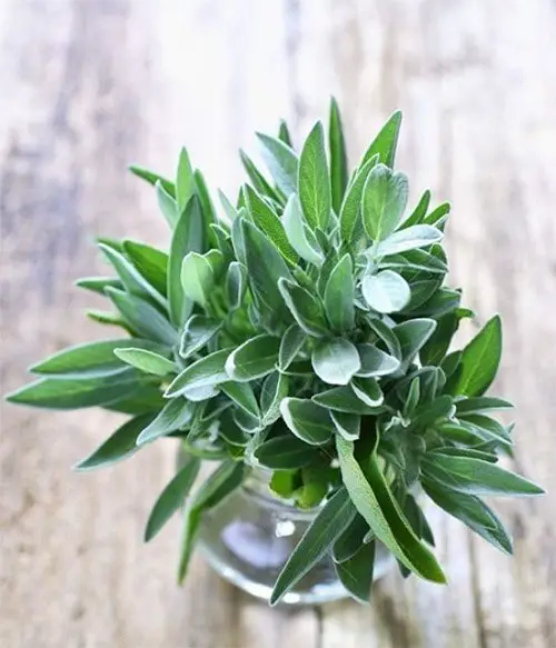 beautiful Kitchen Plants that Grow in Water