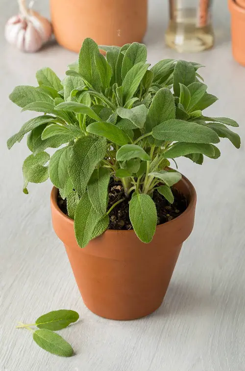 Top Herbs for Defence for home