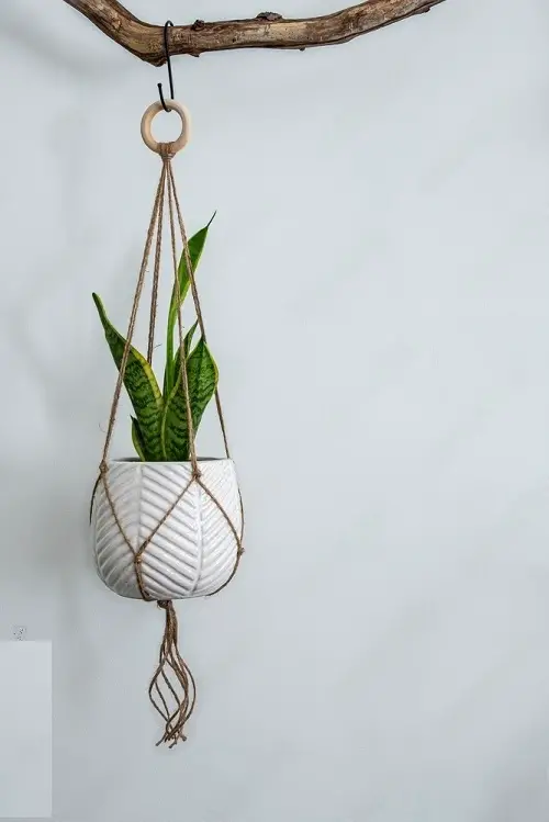 Hanging Plants that are Impossible to Kill