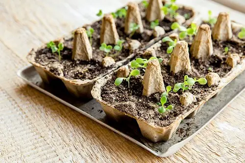 Start Seedlings in Empty Egg Carton