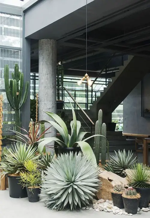 side yard Pots Full of Large Succulents