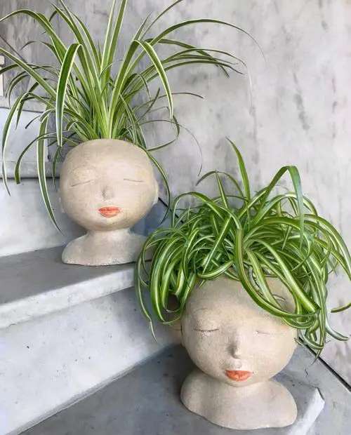 Spider Plant Benefits Absorbing Nitrogen Dioxide
