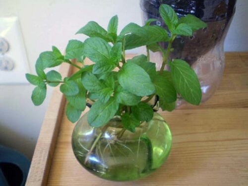herb Plants that Grow in Water