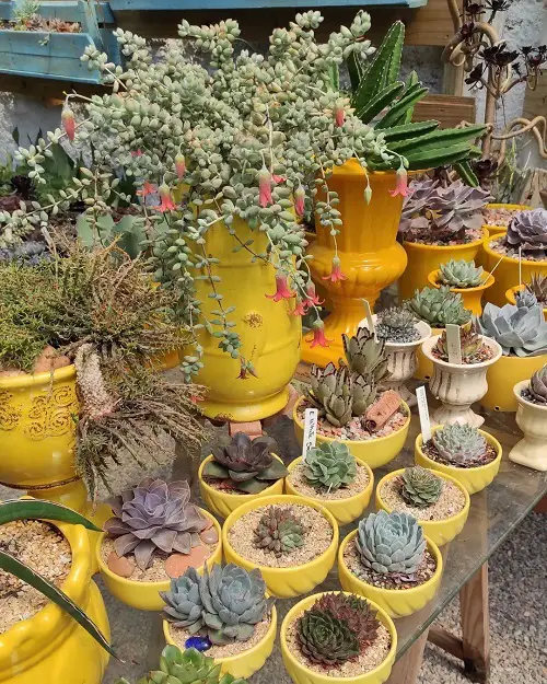 best Modern Indoor Succulent Garden Ideas