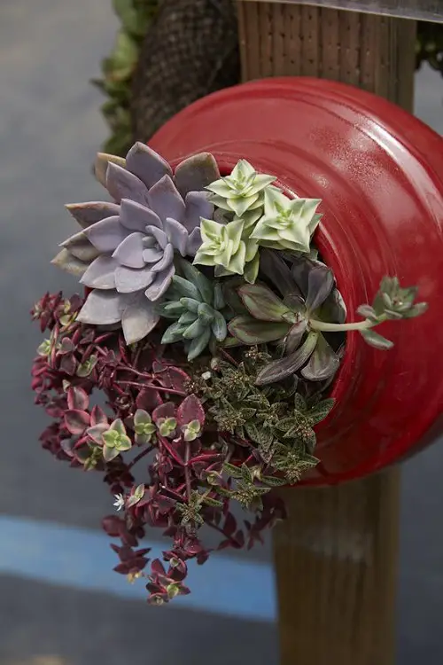 Indoor Succulent Garden Ideas