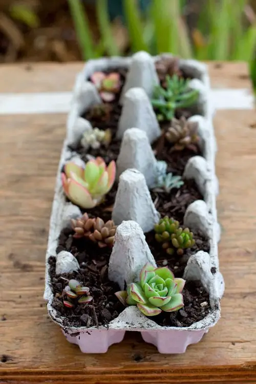 Indoor Succulent Garden Ideas