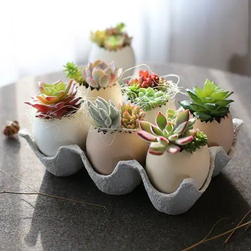 Egg Shell Succulents