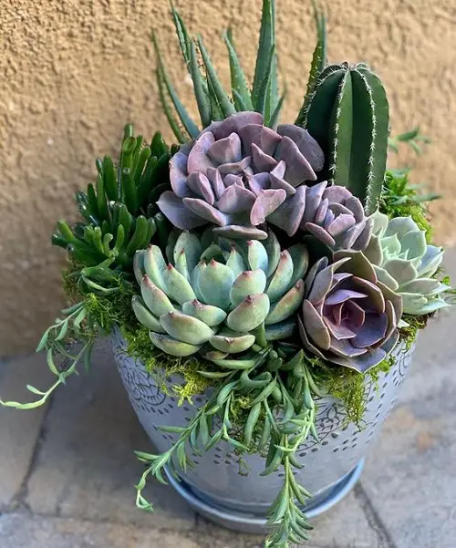 Succulent Mix indoor garden ideas