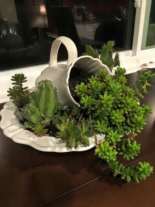 Succulent Garden in a Bowl A Spill of Succulents
