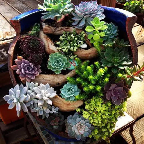 Layered Succulents in Broken Pot