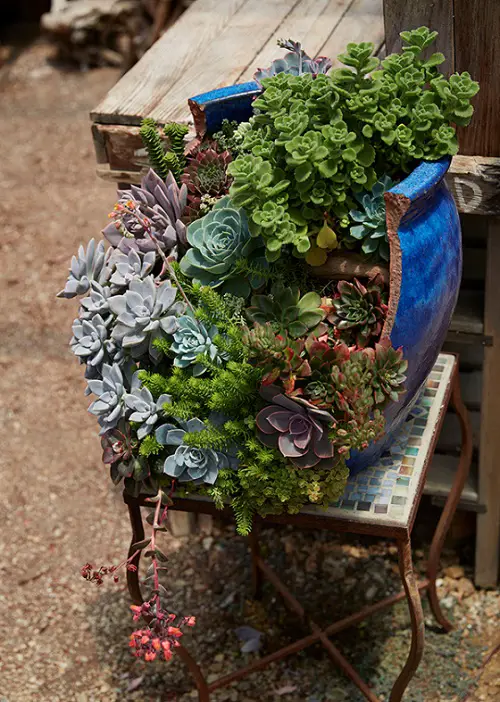 Broken Pot Succulent Garden