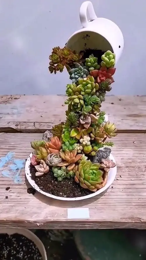 Pouring Succulents Garden