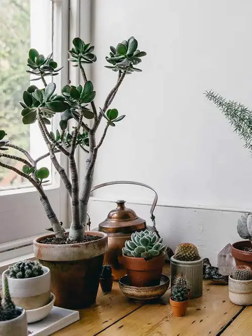 Corner Succulent Garden in a Room