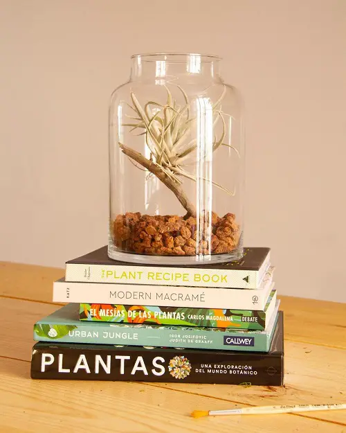 Air Plant in Mason Jar Terrarium