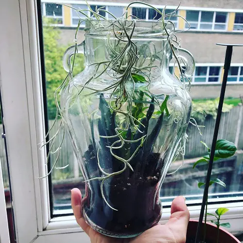 Air Plant in Glass Vase Terrarium