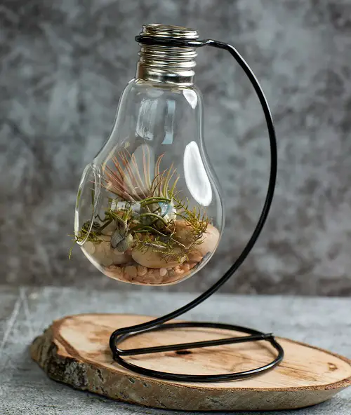 Glass Bulb Air Plant Terrarium with Stand