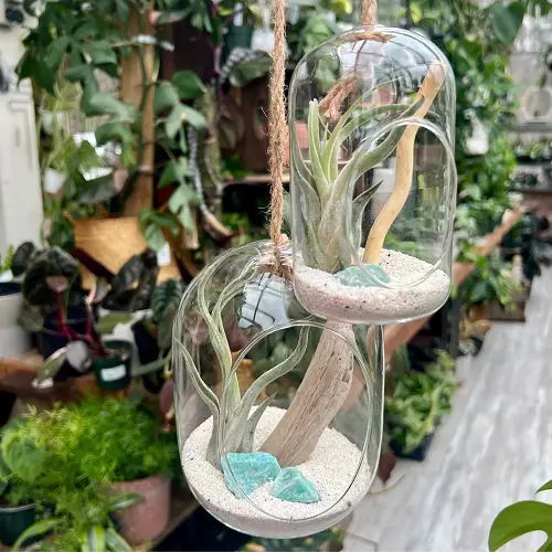 Air Plant Terrariums with White Gravel and Blue Stones