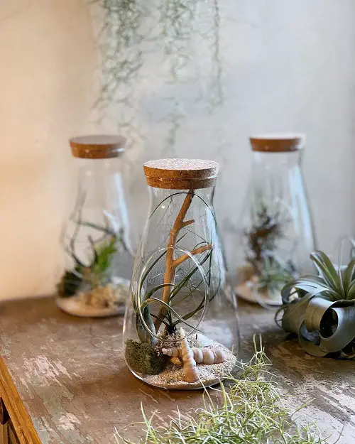 Cork Bottle Terrariums with Air Plants